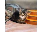 Glam, Domestic Shorthair For Adoption In West Bloomfield, Michigan