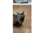 Rosie, American Shorthair For Adoption In Boonville, Missouri