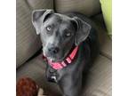 Mixie (tripod), Labrador Retriever For Adoption In Elk Grove Village, Illinois