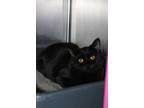 Soot, Domestic Shorthair For Adoption In Menominee, Michigan