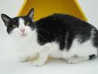 Sin, Domestic Shorthair For Adoption In Bowling Green, Kentucky