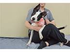 Chanel, Terrier (unknown Type, Medium) For Adoption In Mckinney, Texas