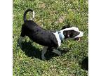 Marlin, American Pit Bull Terrier For Adoption In Little Rock, Arkansas