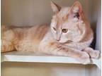 Dozer, Domestic Shorthair For Adoption In Salem, New Hampshire