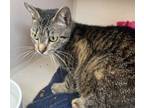 Chai, Domestic Shorthair For Adoption In Salem, New Hampshire