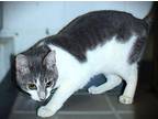 Mater Domestic Shorthair Adult Male