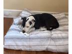 Sundae (in Foster), American Pit Bull Terrier For Adoption In Newport News