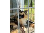 Candy Corn, Calico For Adoption In New Braunfels, Texas