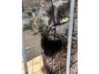 Blackberry, Domestic Shorthair For Adoption In New Braunfels, Texas