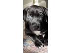 Rocky, Labrador Retriever For Adoption In Memphis, Tennessee