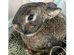 Charlie, Mini Lop For Adoption In Howell, Michigan