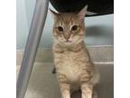 Ocean, Domestic Shorthair For Adoption In Menands, New York