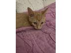 Jerry, Domestic Shorthair For Adoption In Wheaton, Illinois