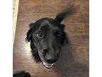 Shadow, Retriever (unknown Type) For Adoption In Louisville, Kentucky