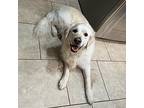 Tucker, Golden Retriever For Adoption In Louisville, Kentucky