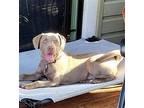Duke, Terrier (unknown Type, Medium) For Adoption In Browns Mills, New Jersey