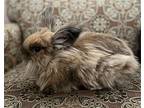 Edna, Lionhead For Adoption In Lakeville, Minnesota