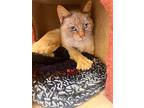 Monashee, Domestic Shorthair For Adoption In Campbell River, British Columbia