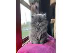 Kt - Dutchess, Domestic Mediumhair For Adoption In Campbell River