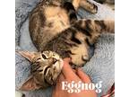 Eggnog, Domestic Shorthair For Adoption In Orlando, Florida
