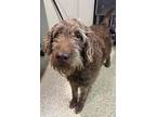 Rugby*, Terrier (unknown Type, Medium) For Adoption In Pomona, California