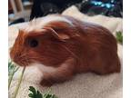 Brownie, Guinea Pig For Adoption In Escondido, California