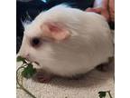 Brookie, Guinea Pig For Adoption In Escondido, California