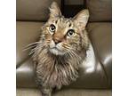 Furby, Maine Coon For Adoption In Cincinnati, Ohio