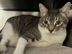 Milo, Domestic Shorthair For Adoption In Milpitas, California