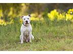 Cooper, American Pit Bull Terrier For Adoption In Escondido, California