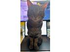 Lucas, Domestic Shorthair For Adoption In Chicago, Illinois