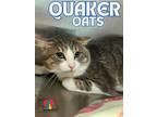 Quaker Oats Domestic Shorthair Adult Male