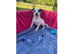 Josie, Jack Russell Terrier For Adoption In Ola, Arkansas