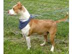 Cher Mixed Breed (Large) Young Female