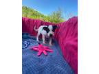 Jayla, Jack Russell Terrier For Adoption In Ola, Arkansas