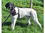 Kobe German Shorthaired Pointer Young Male