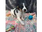 Poppy, Jack Russell Terrier For Adoption In Ola, Arkansas