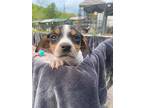 Thyme, Jack Russell Terrier For Adoption In Ola, Arkansas