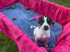 Johnny, Jack Russell Terrier For Adoption In Ola, Arkansas