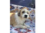 Weezer, Westie, West Highland White Terrier For Adoption In Ola, Arkansas