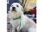 Alfred, Westie, West Highland White Terrier For Adoption In Ola, Arkansas