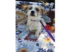 Sneezy, Westie, West Highland White Terrier For Adoption In Ola, Arkansas
