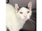 Nugget Is Perfect!, Turkish Van For Adoption In South Salem, New York