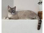 Sterling, Siamese For Adoption In Rocklin, California