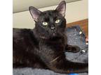 Doof, Domestic Shorthair For Adoption In Marshfield, Wisconsin