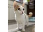 Daisy, Domestic Shorthair For Adoption In Fort Worth, Texas