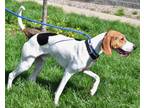 Gunner Treeing Walker Coonhound Young Male