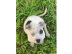 Cat Woman, Terrier (unknown Type, Small) For Adoption In Fort Worth, Texas
