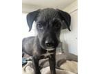 Lorelei, Cairn Terrier For Adoption In White Plains, New York
