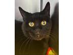 Sparky, Domestic Shorthair For Adoption In Corvallis, Oregon